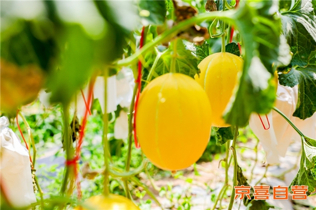 京东京喜自营助农卖宁夏蜜瓜蔬菜,科技农业新品全国推广