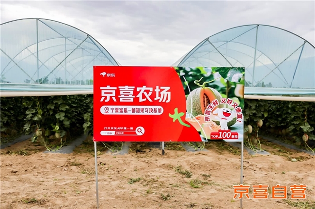 京东京喜自营助农卖宁夏蜜瓜蔬菜,科技农业新品全国推广