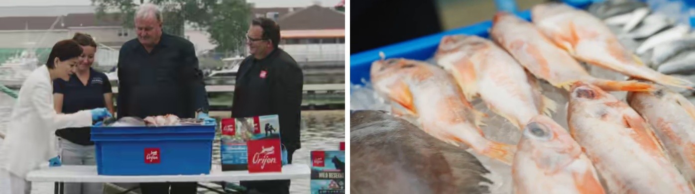 渴望联合杨澜溯源深海食材,揭秘高端宠粮品质奥秘